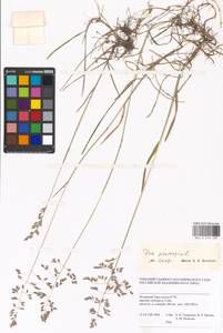 Poa pratensis L., Siberia, Western Siberia (S1) (Russia)