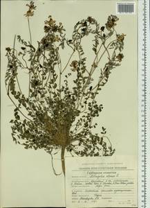Astragalus alpinus L., Siberia, Chukotka & Kamchatka (S7) (Russia)