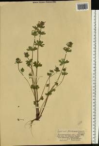 Lamium amplexicaule var. orientale (Pacz.) Mennema, Eastern Europe, South Ukrainian region (E12) (Ukraine)
