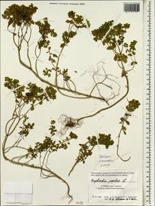 Euphorbia peplus L., South Asia, South Asia (Asia outside ex-Soviet states and Mongolia) (ASIA) (Turkey)