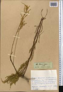 Artemisia scoparia Waldst. & Kit., Middle Asia, Western Tian Shan & Karatau (M3) (Kyrgyzstan)