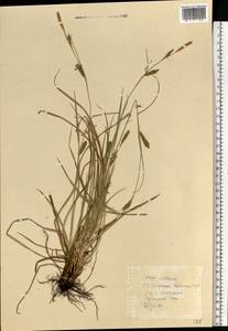 Carex nigra subsp. juncea (Fr.) Soó, Eastern Europe, Estonia (E2c) (Estonia)