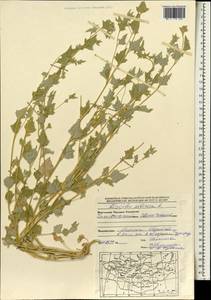 Atriplex sibirica L., Mongolia (MONG) (Mongolia)