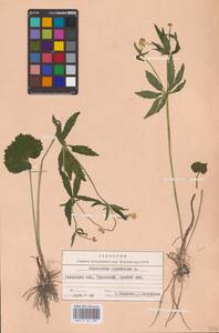 Ranunculus cassubicus L., Eastern Europe, West Ukrainian region (E13) (Ukraine)