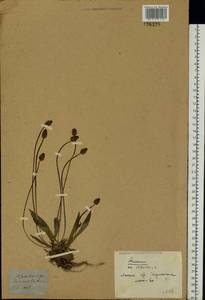 Plantago lanceolata L., Eastern Europe, Belarus (E3a) (Belarus)