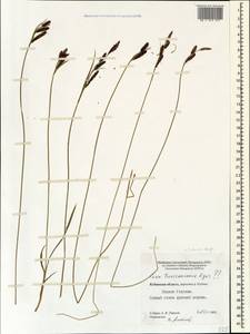 Carex transcaucasica T.V.Egorova, Caucasus, Stavropol Krai, Karachay-Cherkessia & Kabardino-Balkaria (K1b) (Russia)