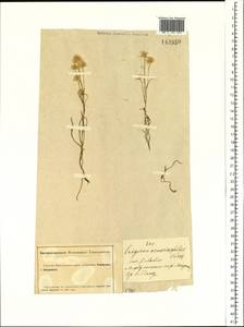Erigeron lonchophyllus Hook., Siberia, Altai & Sayany Mountains (S2) (Russia)