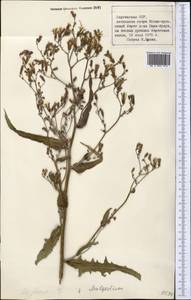Lactuca tatarica (L.) C. A. Mey., Middle Asia, Northern & Central Tian Shan (M4) (Kyrgyzstan)