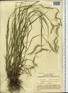 Elymus sibiricus L., Siberia, Western Siberia (S1) (Russia)