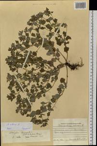 Atriplex sibirica L., Siberia, Altai & Sayany Mountains (S2) (Russia)