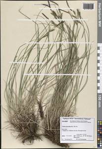 Carex nigra subsp. juncea (Fr.) Soó, Siberia, Central Siberia (S3) (Russia)