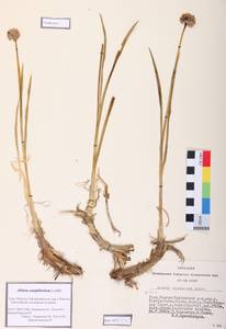 Allium amphibolum Ledeb., Siberia, Altai & Sayany Mountains (S2) (Russia)