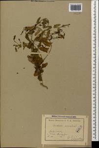 Convolvulus arvensis L., Caucasus, Armenia (K5) (Armenia)