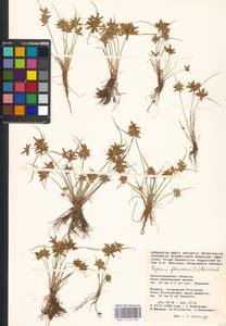 Cyperus flavescens L., Eastern Europe, Rostov Oblast (E12a) (Russia)