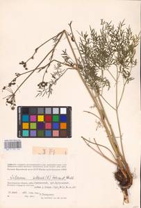 Silaum silaus (L.) Schinz & Thell., Eastern Europe, Lower Volga region (E9) (Russia)