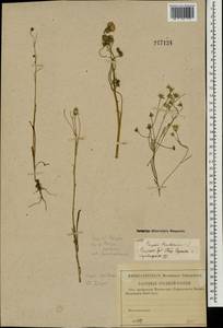 Crepis tectorum L., Eastern Europe, Middle Volga region (E8) (Russia)
