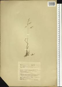 Poa annua L., Siberia, Russian Far East (S6) (Russia)