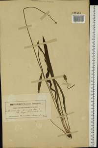 Plantago lanceolata L., Eastern Europe, South Ukrainian region (E12) (Ukraine)