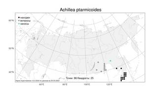 Achillea ptarmicoides Maxim., Atlas of the Russian Flora (FLORUS) (Russia)