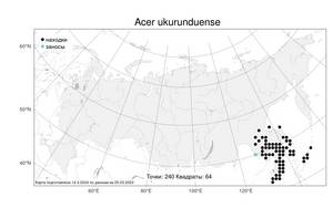 Acer ukurunduense Trautv. & C. A. Mey., Atlas of the Russian Flora (FLORUS) (Russia)