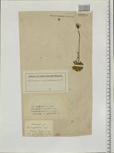 Androsace septentrionalis L., Siberia, Altai & Sayany Mountains (S2) (Russia)