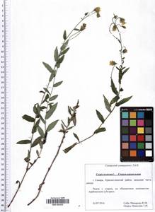 SMR002025, Crepis tectorum L., Eastern Europe, Middle Volga region (E8) (Russia)