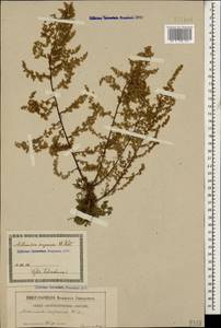 Artemisia scoparia Waldst. & Kit., Caucasus, Georgia (K4) (Georgia)