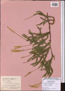 Lycopodium clavatum L., Eastern Europe, Central region (E4) (Russia)