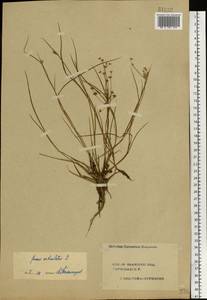 Juncus articulatus L., Eastern Europe, Central forest region (E5) (Russia)