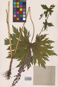 Aconitum septentrionale Koelle, Eastern Europe, Eastern region (E10) (Russia)