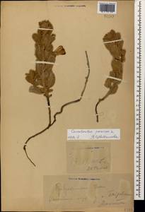Convolvulus persicus L., Caucasus, Dagestan (K2) (Russia)