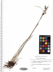Juncus compressus Jacq., Eastern Europe, Eastern region (E10) (Russia)