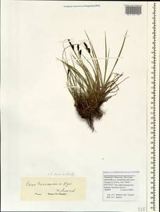 Carex transcaucasica T.V.Egorova, Caucasus, Stavropol Krai, Karachay-Cherkessia & Kabardino-Balkaria (K1b) (Russia)