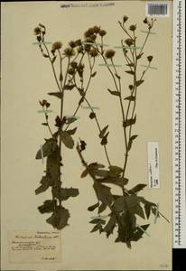 Hieracium umbellatum L., Eastern Europe, South Ukrainian region (E12) (Ukraine)