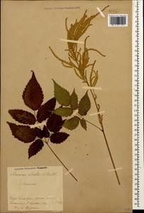 Aruncus dioicus var. kamtschaticus (Maxim.) Hara, Caucasus, Stavropol Krai, Karachay-Cherkessia & Kabardino-Balkaria (K1b) (Russia)