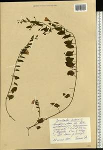 Convolvulus arvensis L., Eastern Europe, South Ukrainian region (E12) (Ukraine)