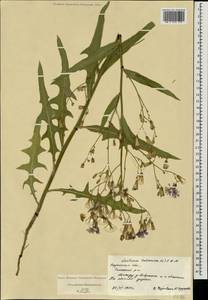 Lactuca tatarica (L.) C. A. Mey., Eastern Europe, Central region (E4) (Russia)