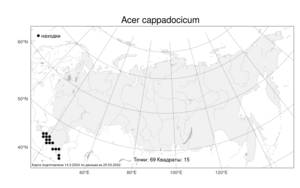 Acer cappadocicum Gled., Atlas of the Russian Flora (FLORUS) (Russia)