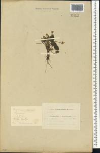 Viola hirta L., Siberia, Altai & Sayany Mountains (S2) (Russia)