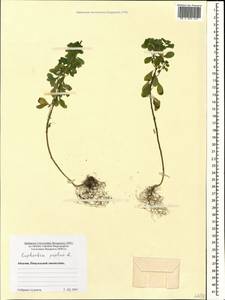 Euphorbia peplus L., Caucasus, Abkhazia (K4a) (Abkhazia)