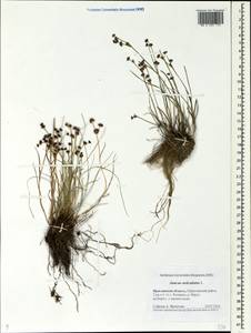 Juncus articulatus L., Eastern Europe, Central forest region (E5) (Russia)