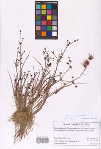 Juncus articulatus L., Eastern Europe, Central forest region (E5) (Russia)
