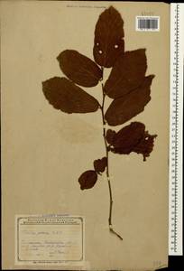 Parrotia persica (DC.) C.A.Mey., Caucasus, Azerbaijan (K6) (Azerbaijan)
