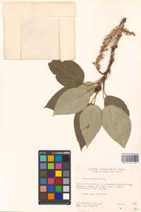 Populus balsamifera L., America (AMER) (Canada)