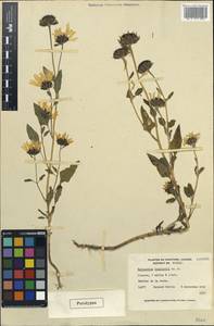 Helianthus petiolaris subsp. petiolaris, America (AMER) (Canada)