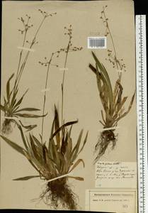 Luzula pilosa (L.) Willd., Eastern Europe, North-Western region (E2) (Russia)