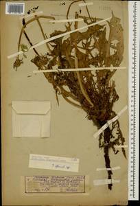 Taraxacum officinale Weber ex F. H. Wigg., Caucasus, Georgia (K4) (Georgia)