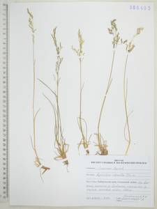 Agrostis clavata Trin., Siberia, Russian Far East (S6) (Russia)