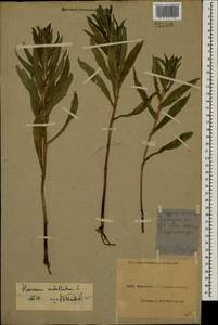 Hieracium umbellatum L., Eastern Europe, North Ukrainian region (E11) (Ukraine)