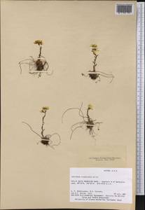 Saxifraga flagellaris, America (AMER) (United States)